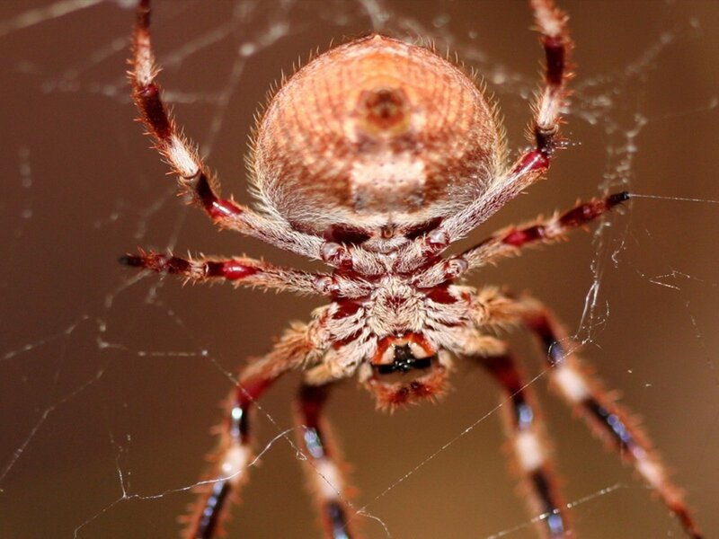 Brown Spider on Web