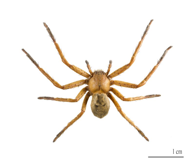 Brown Spider on White Background