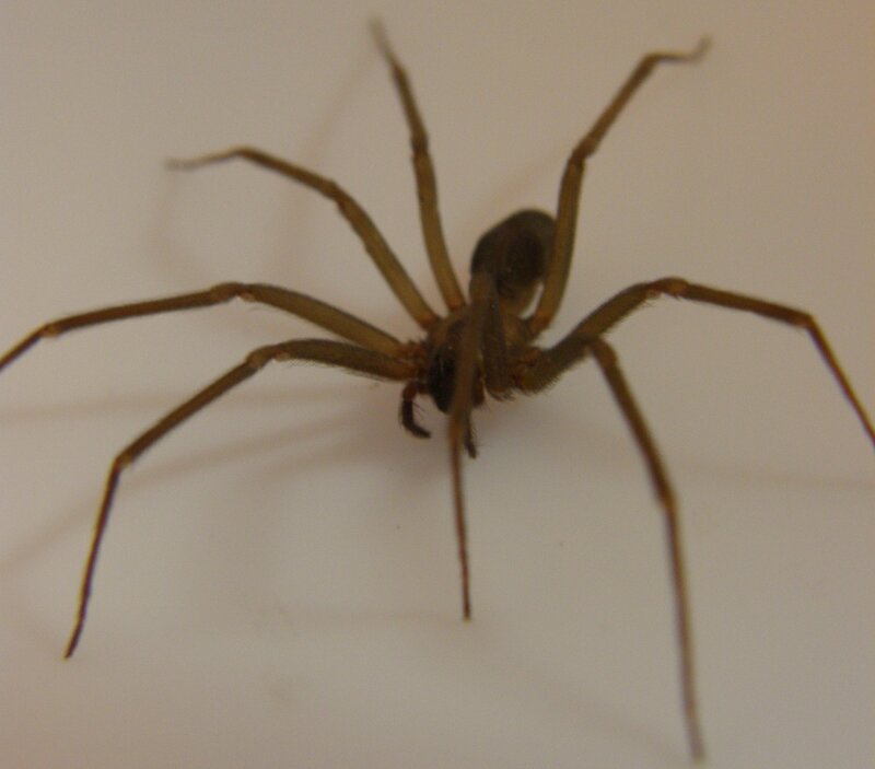 brown spider on white surface