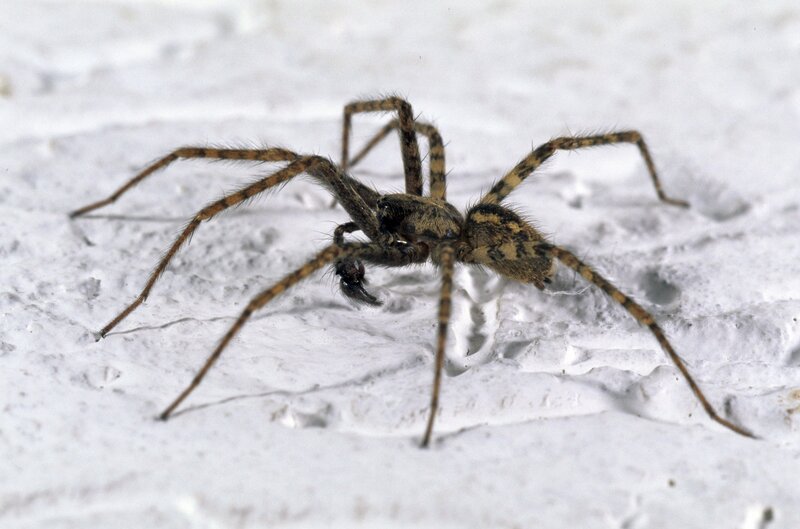brown spider on white surface