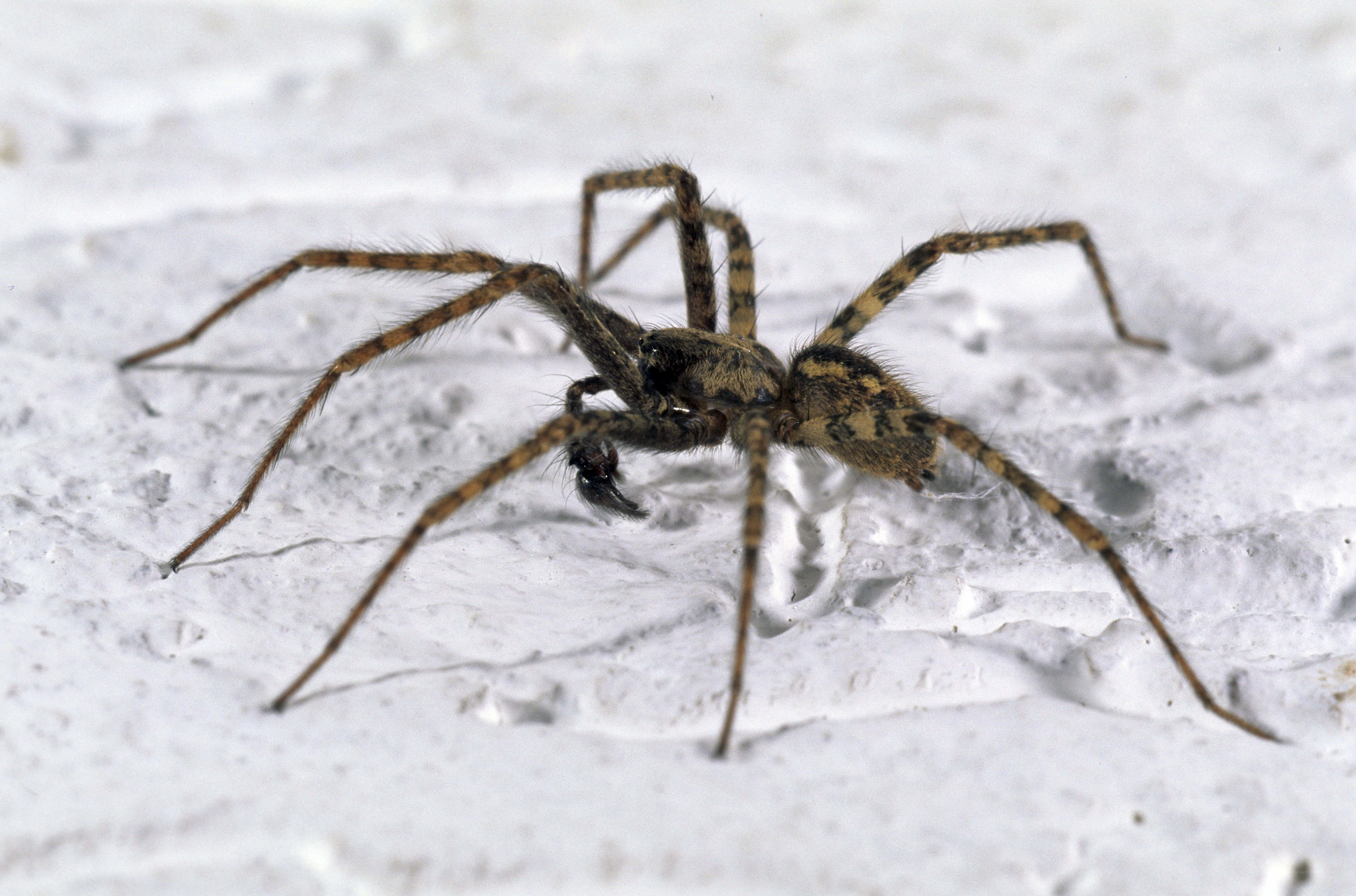 brown spider on white surface