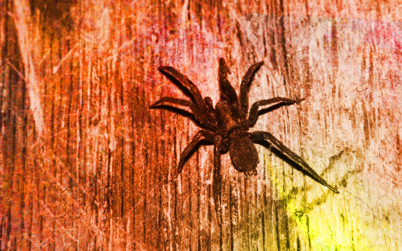 Brown Spider on Wood