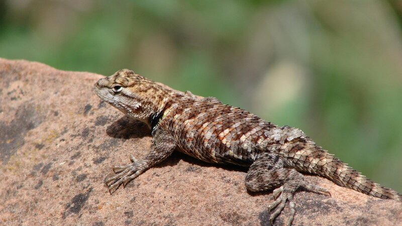 Brown Spiny Lizard