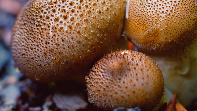 Brown Spore-covered Mushrooms