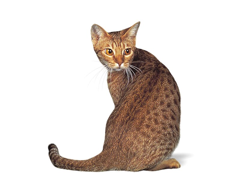 Brown Spotted Cat