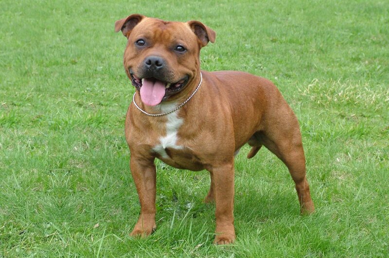 Brown Staffordshire Bull Terrier