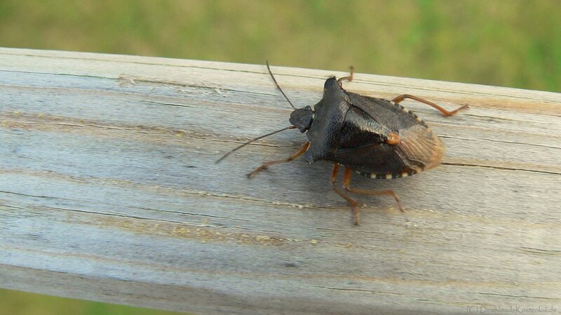 Brown Stink Bug — Black