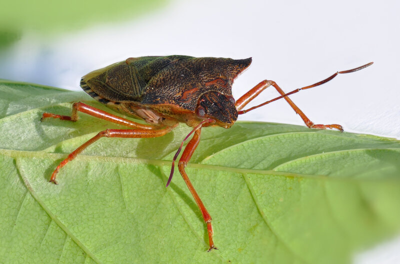 brown stink bug on green leaf