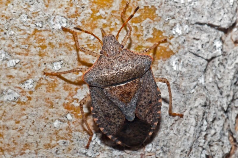 brown stink bug on tree bark