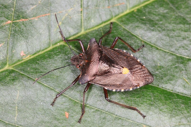 Brown Stink Bug