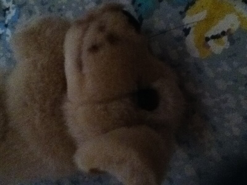 Brown Stuffed Bear