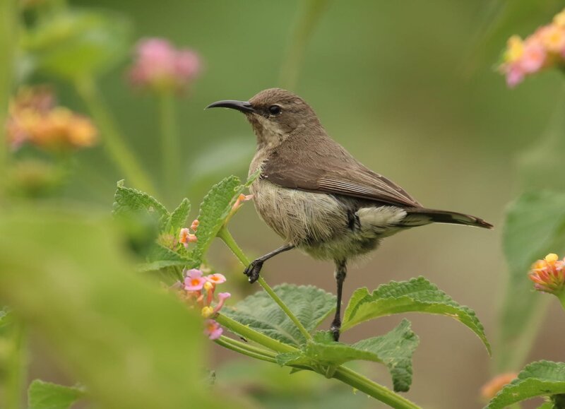 Brown Sunbird on Branch