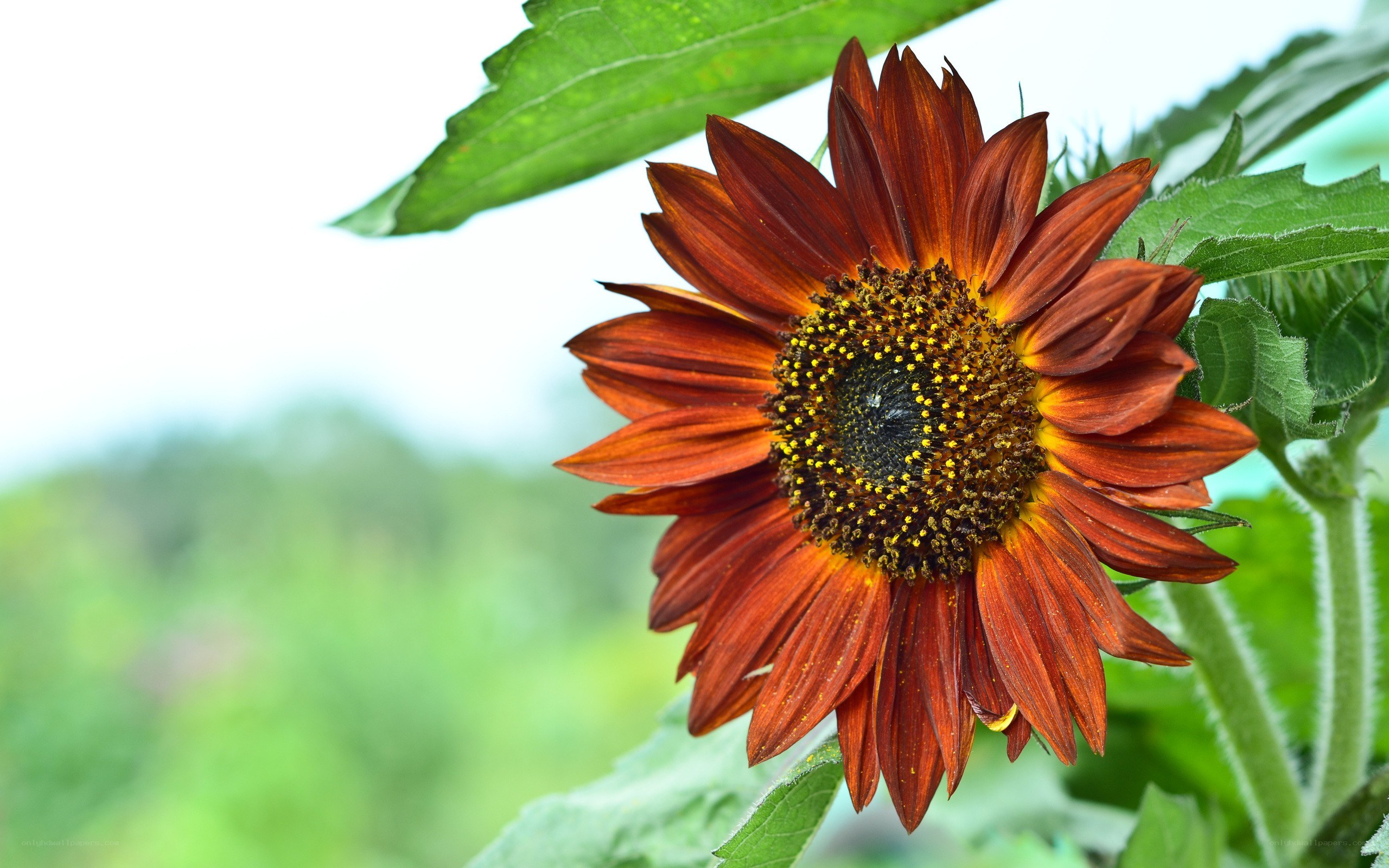 brown sunflower in garden