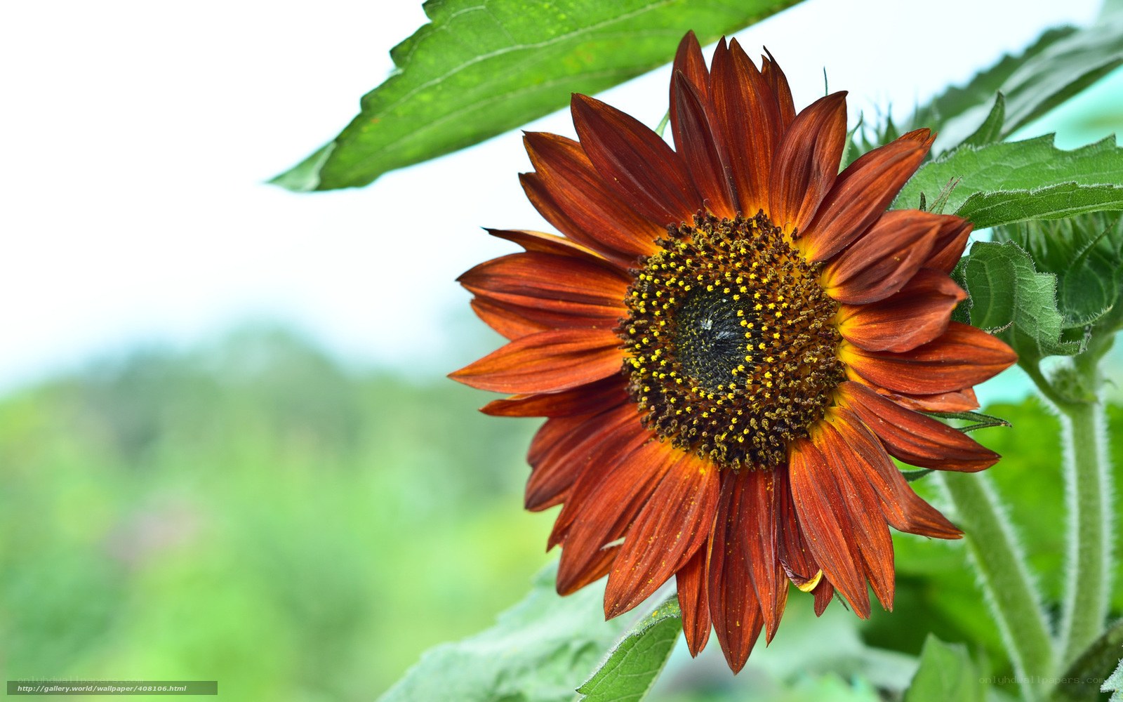 Brown sunflower in garden