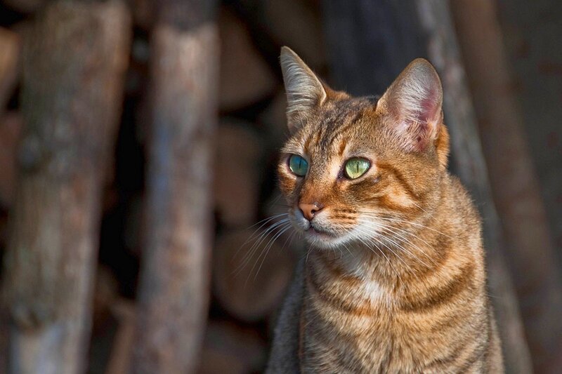 Brown Tabby Cat — Alert, Photograph