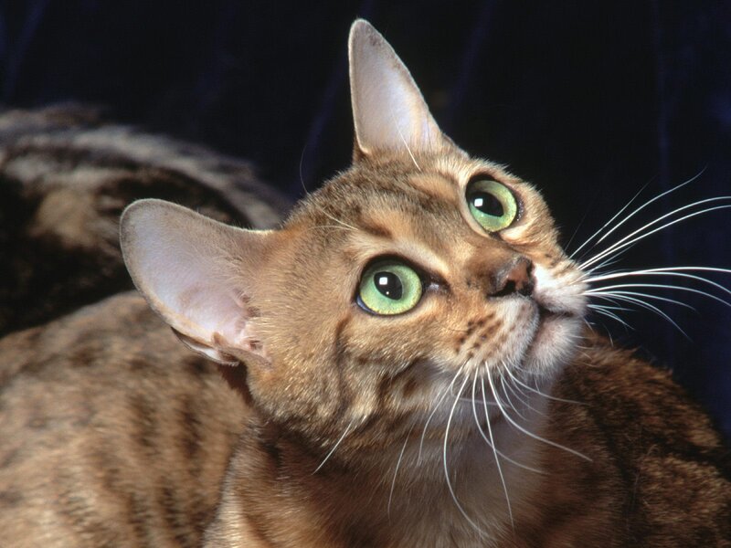 Brown Tabby Cat — Alert, Photograph, Whiskers