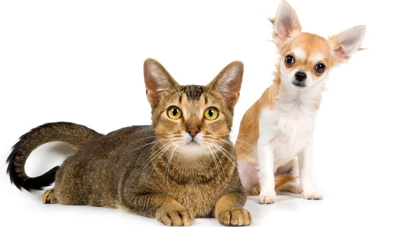 Brown Tabby Cat and Chihuahua