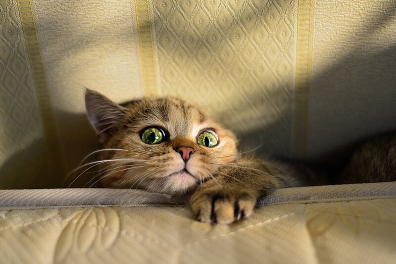 Brown Tabby Cat — Beige