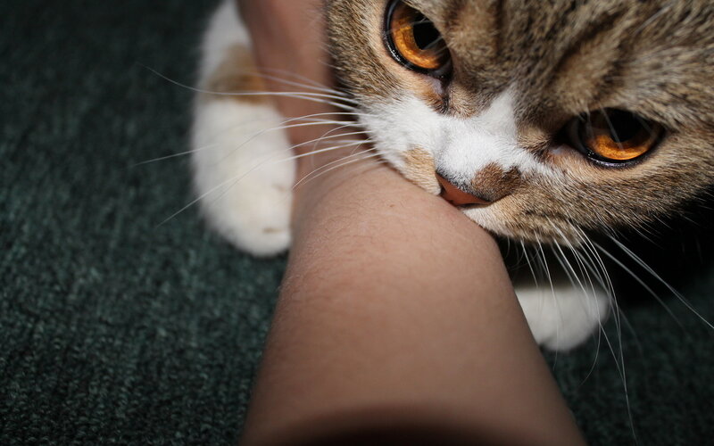 Brown Tabby Cat Biting Arm