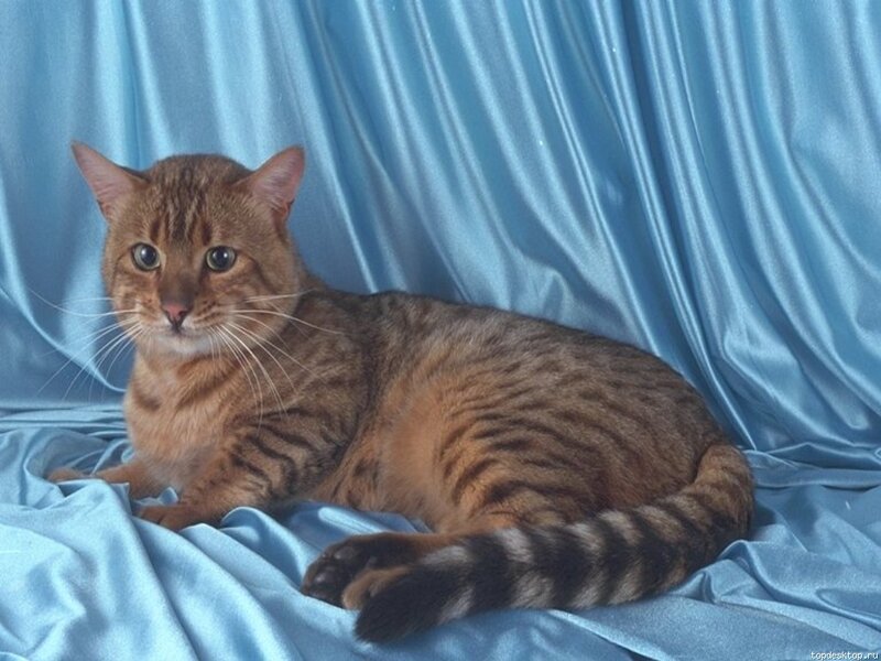 Brown Tabby Cat — Blue