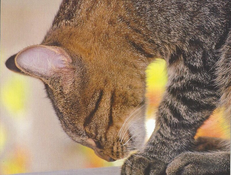 Brown Tabby Cat — Calm, Afternoon, Photograph, Ear