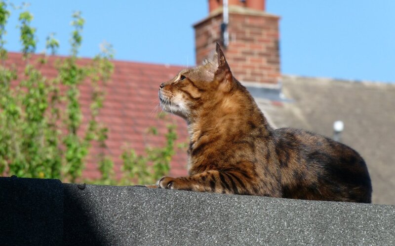 Brown Tabby Cat — Calm, Afternoon, Photograph, Roof, Chimney