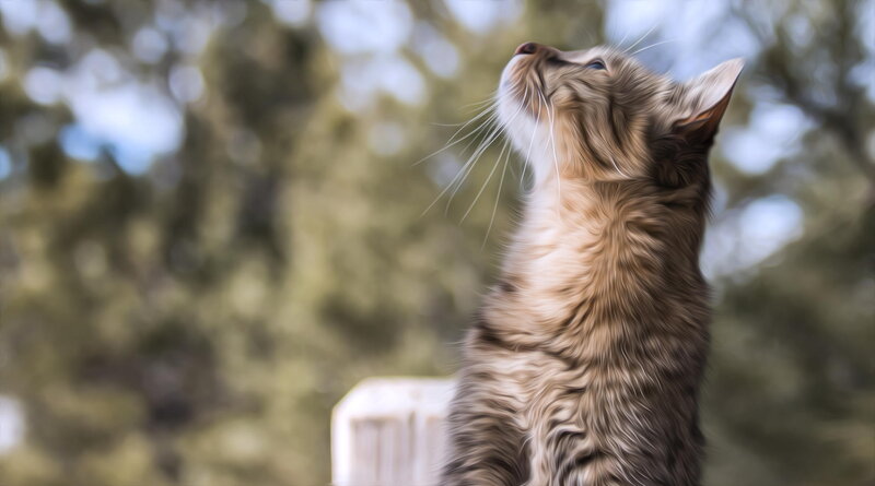 Brown Tabby Cat — Calm, Afternoon, Photograph, Trees