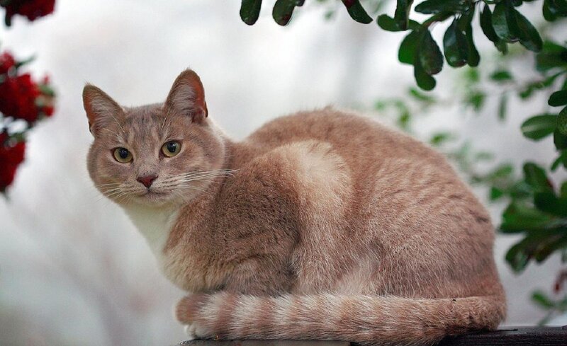 Brown Tabby Cat — Calm, Afternoon