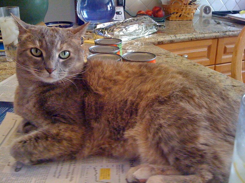 Brown Tabby Cat — Calm, Morning