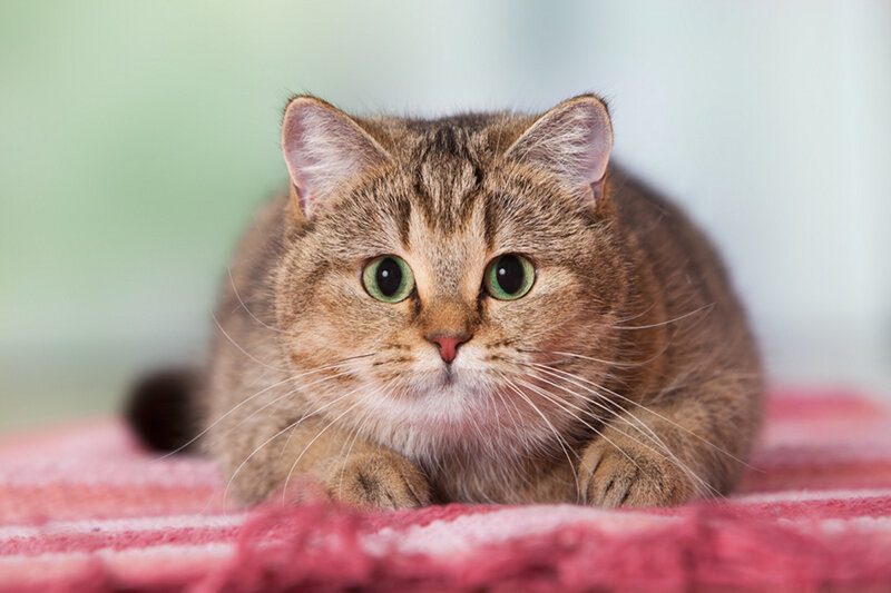 Brown Tabby Cat — Calm, Photograph, Blanket