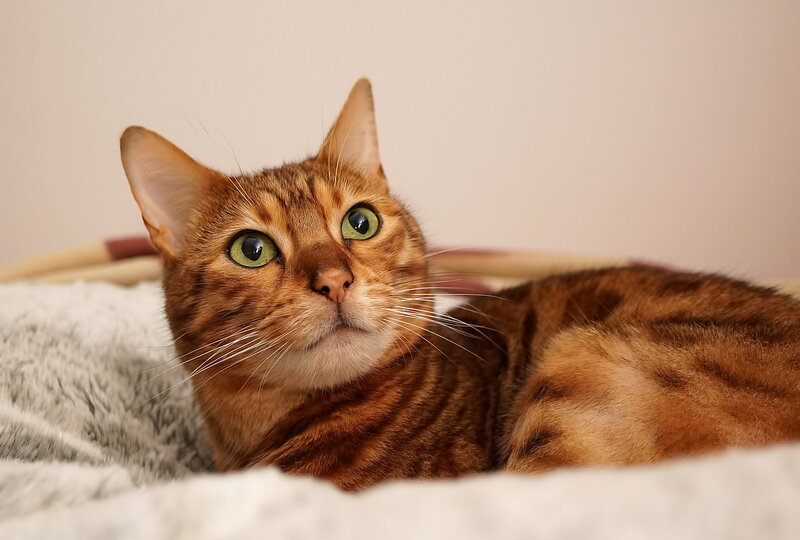 Brown Tabby Cat — Calm, Photograph, Blanket, Wall