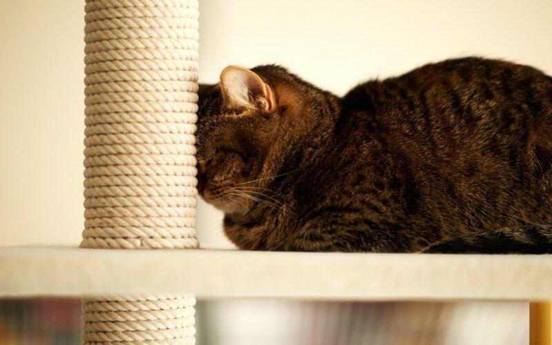 Brown Tabby Cat — Calm, Photograph, Cat Tree, Platform