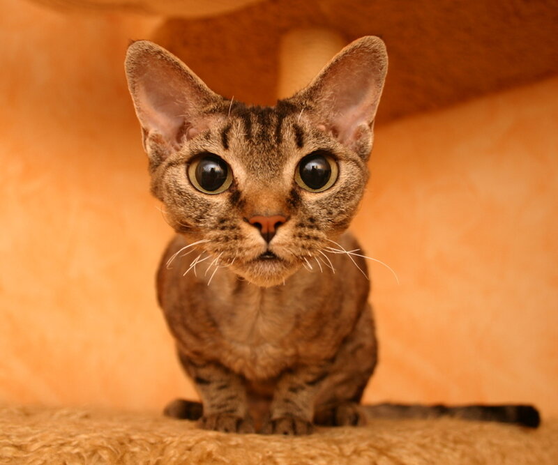 Brown Tabby Cat — Calm, Photograph, Cat Tree
