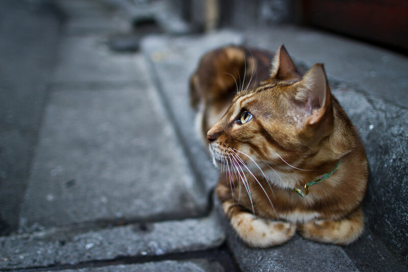 Brown Tabby Cat — Calm, Photograph, Collar, Pavement