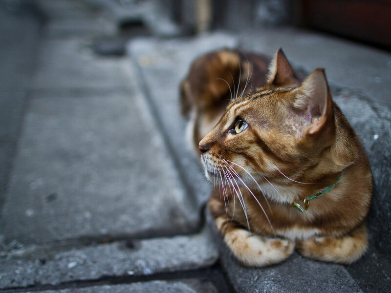 Brown Tabby Cat — Calm, Photograph, Collar