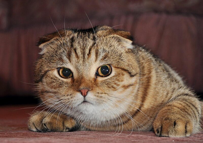 Brown Tabby Cat — Calm, Photograph, Couch