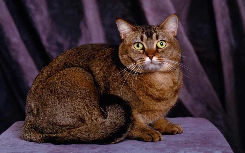 Brown Tabby Cat — Calm, Photograph, Curled Tail, Purple Surface