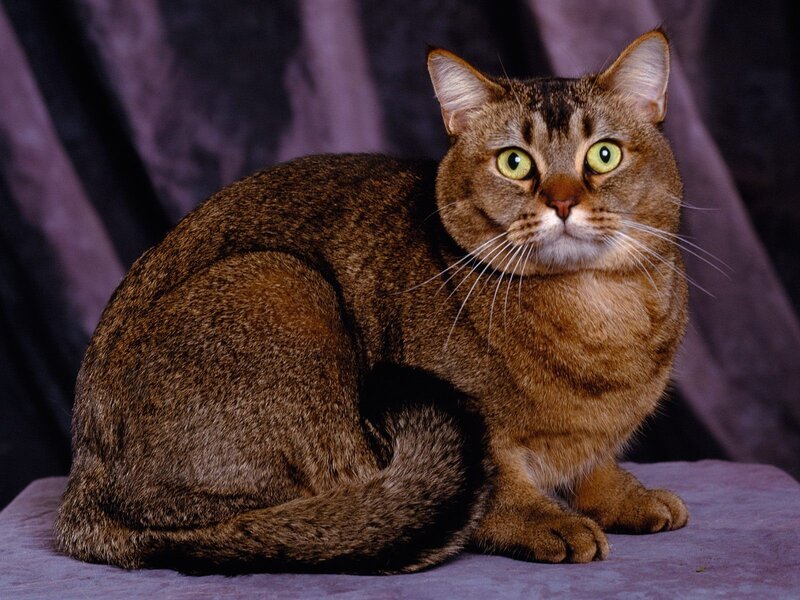 Brown Tabby Cat — Calm, Photograph, Curled Tail
