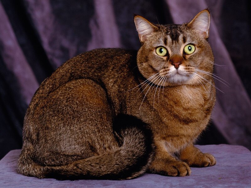 Brown Tabby Cat — Calm, Photograph, Curled Tail, Whiskers, Purple Background