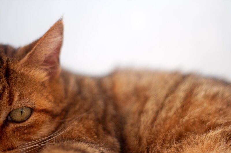 Brown Tabby Cat — Calm, Photograph, Eye