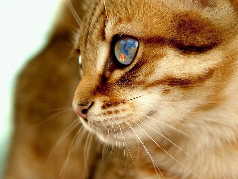 Brown Tabby Cat — Calm, Photograph, Fish Reflection