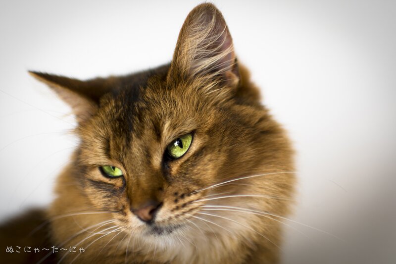 Brown Tabby Cat — Calm, Photograph, Green Eyes