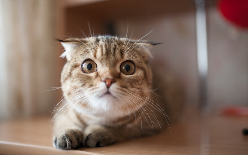 Brown Tabby Cat — Calm, Photograph, Table