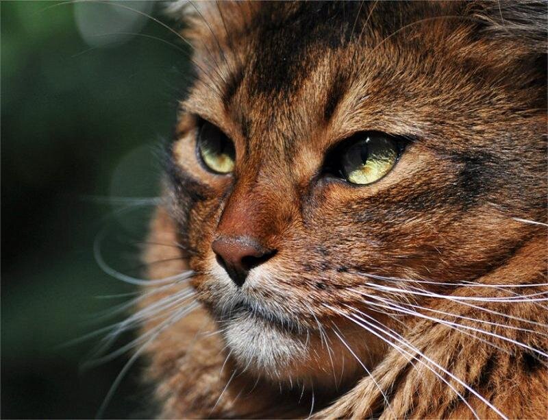 Brown Tabby Cat — Calm, Photograph