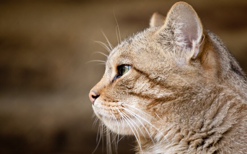 Brown Tabby Cat — Calm, Photograph, Whiskers, Ear