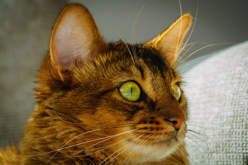 Brown Tabby Cat — Calm, Photograph, Whiskers, Ears