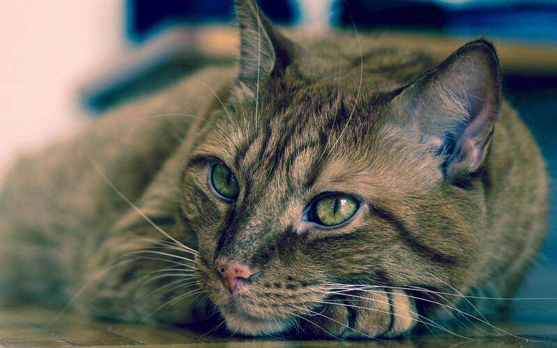 Brown Tabby Cat — Calm, Photograph, Whiskers, Floor
