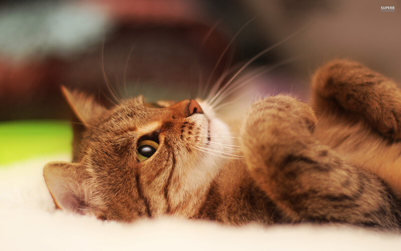 Brown Tabby Cat — Calm, Photograph, Whiskers