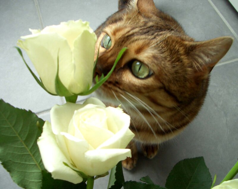 Brown Tabby Cat — Calm, Photograph, White Roses