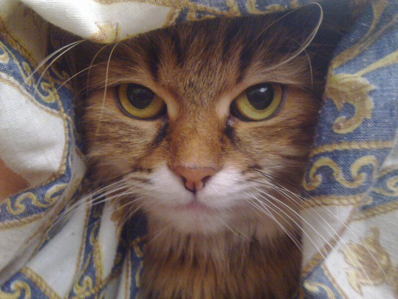 Brown Tabby Cat — Calm